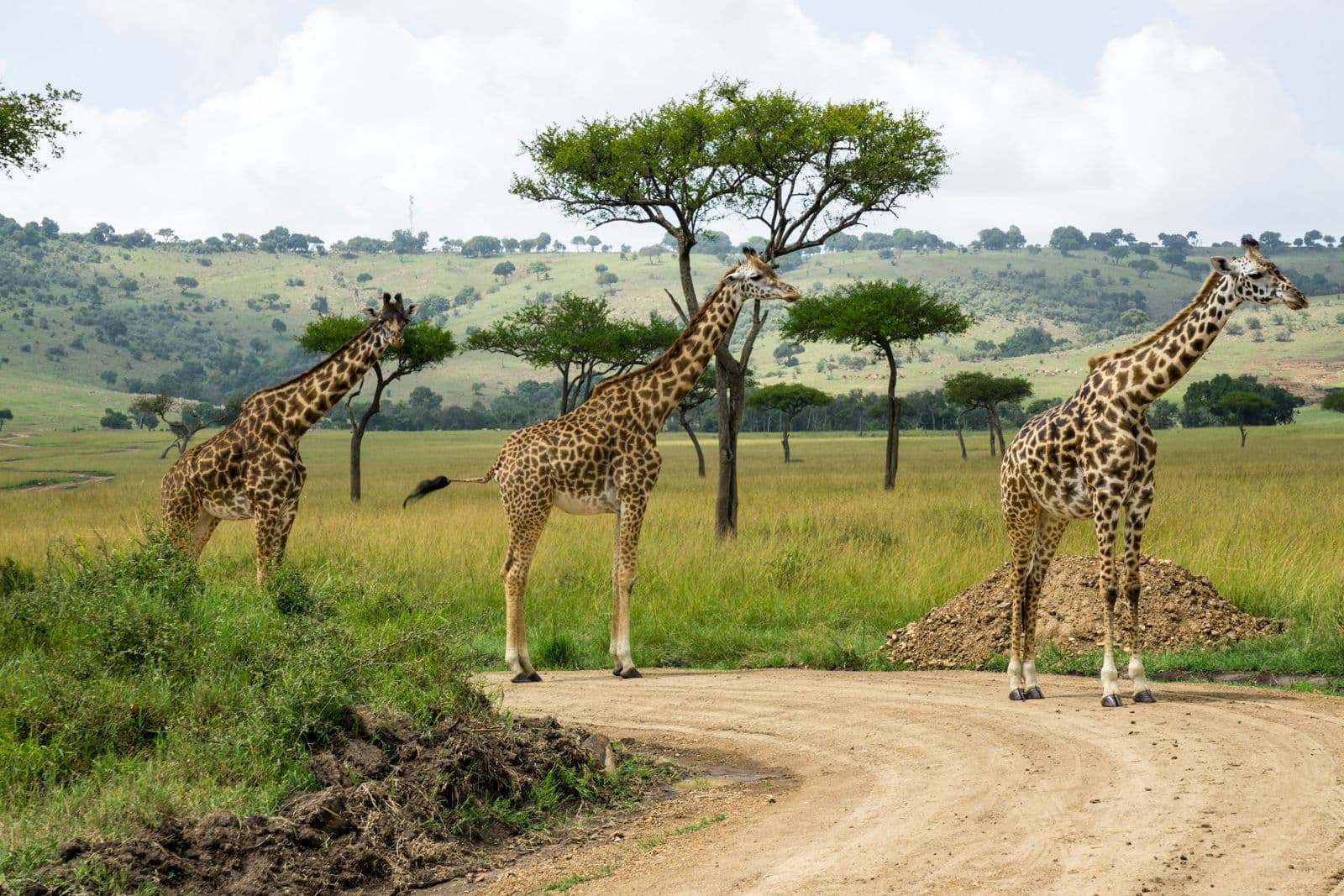 Drei Giraffen an einer Sandpiste im Grasland Kenias