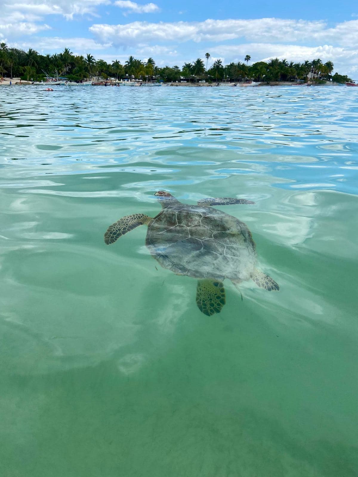 Meeresschildkröte im türkisen Wasser vor der Küste Mexikos