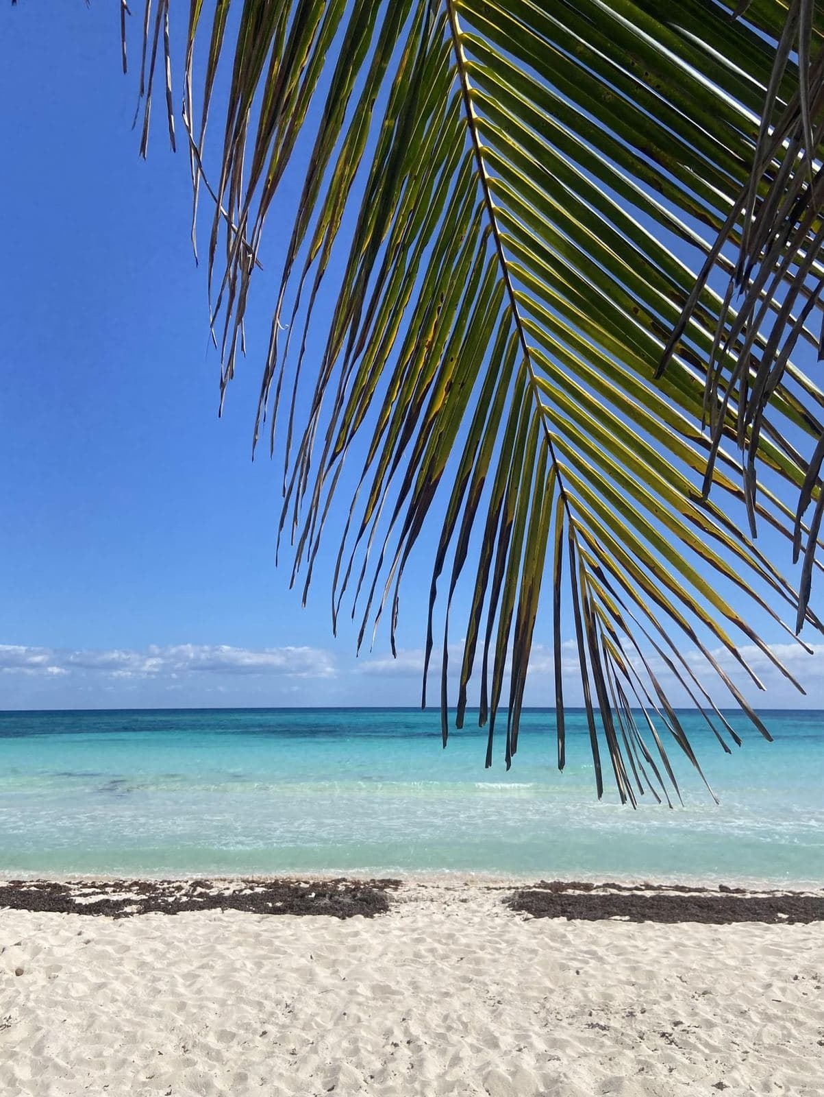 Palmwedel über türkisem Meer an der Karibikküste Mexikos