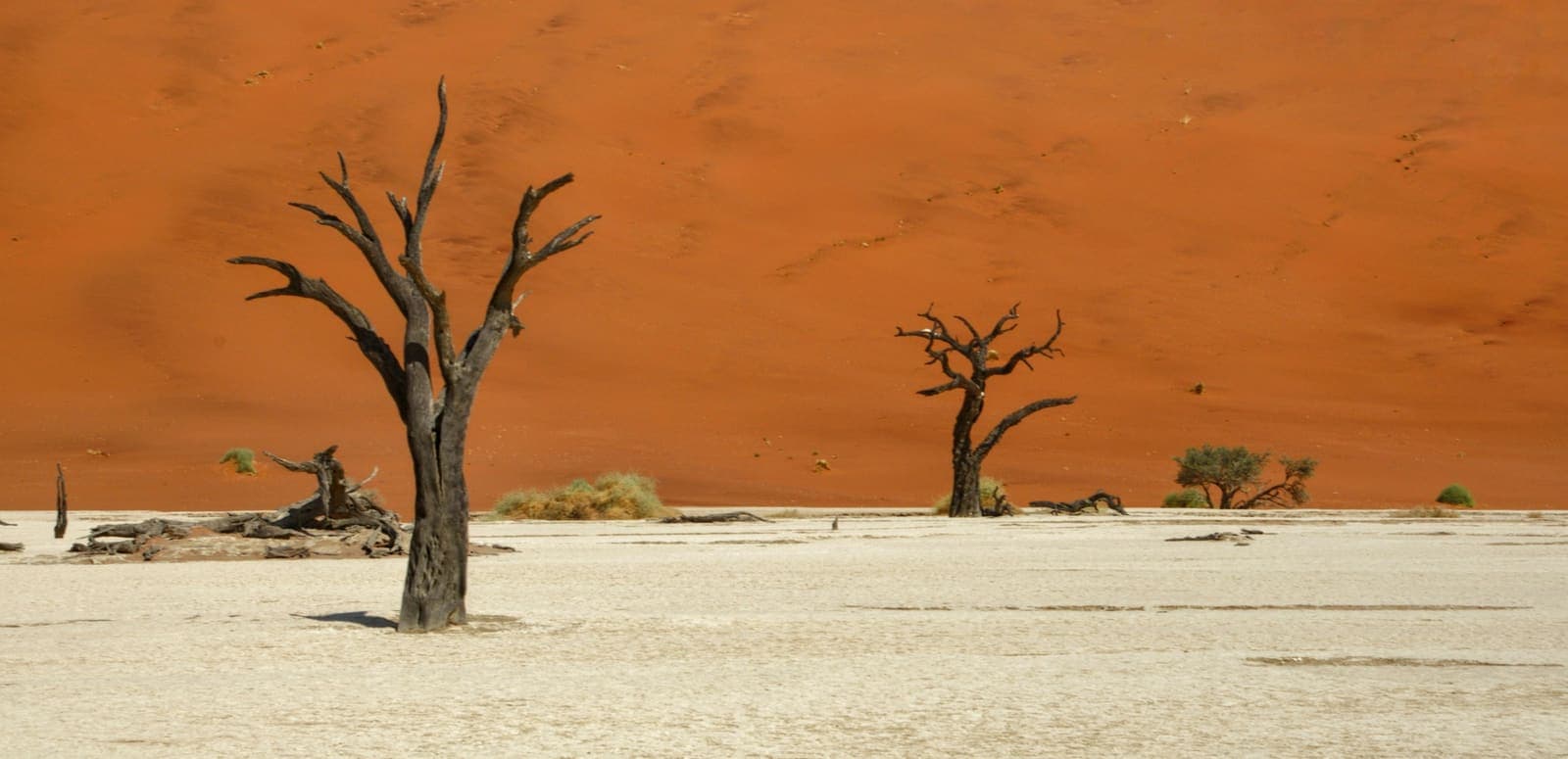 Abgestorbene Kameldornbäume im Deadvlei vor einer roten Düne im Sossusvlei