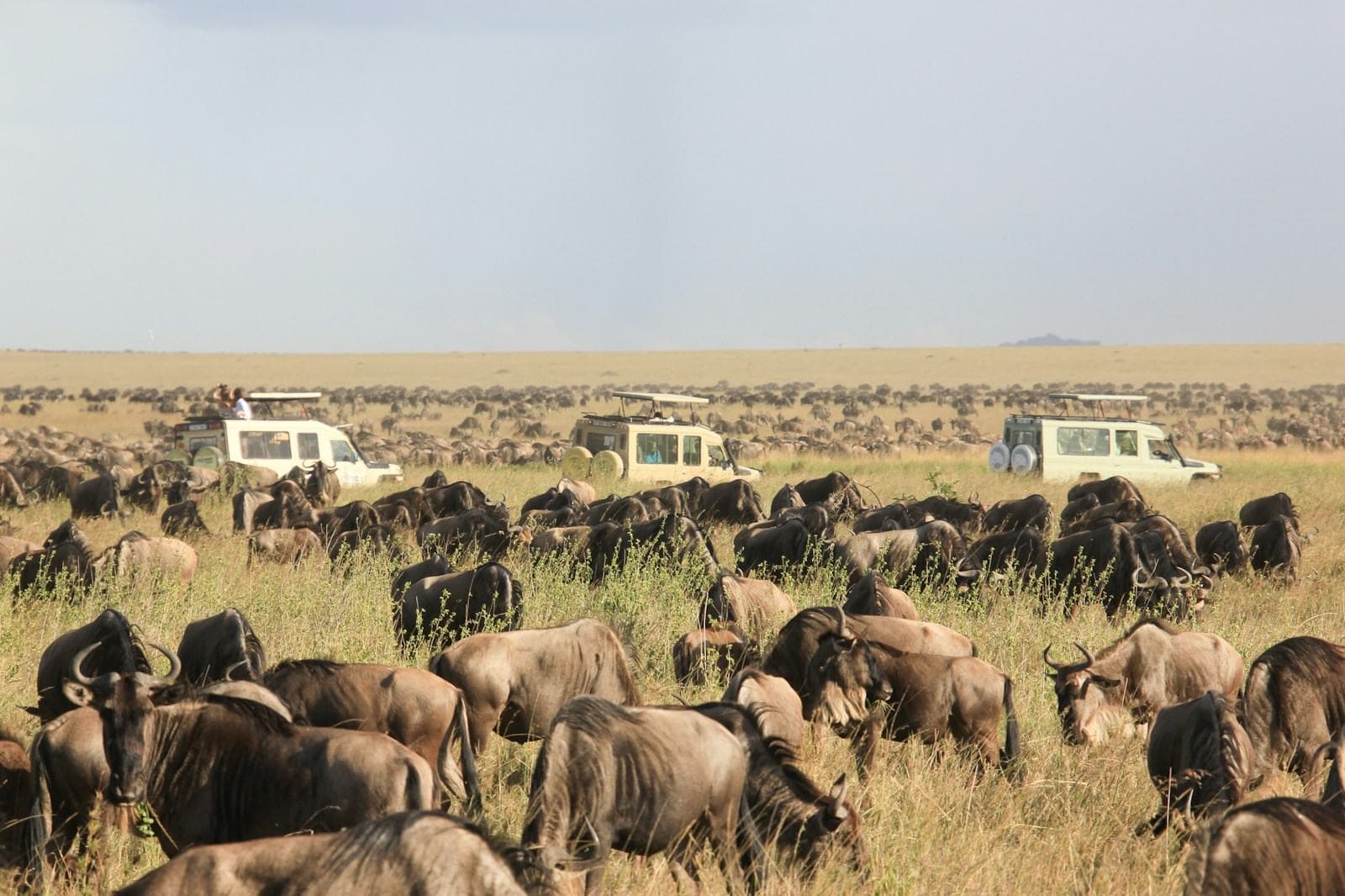 Gnuherde und Safarifahrzeuge in der Serengeti