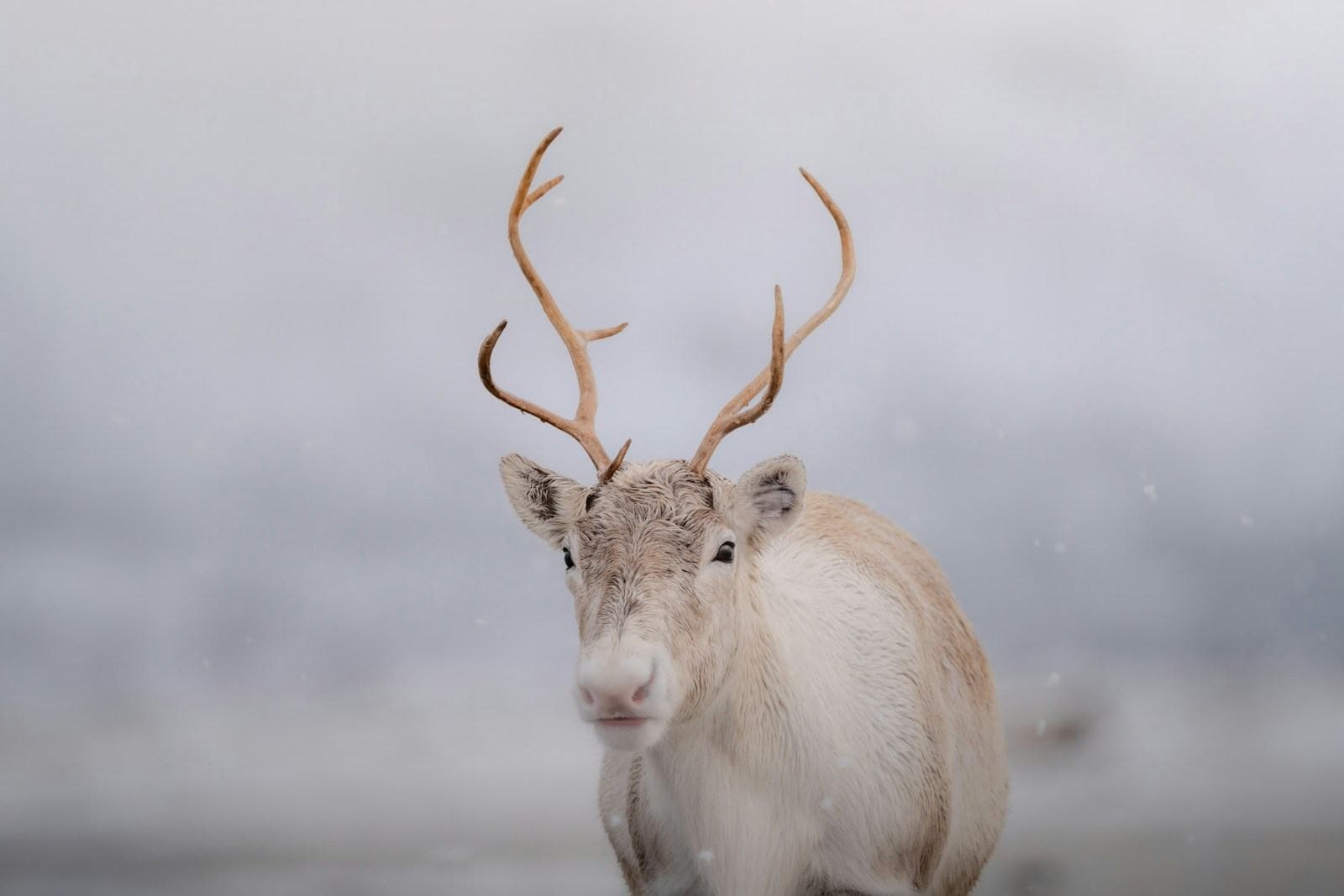 Weißes Rentier im Schnee bei Tromsø