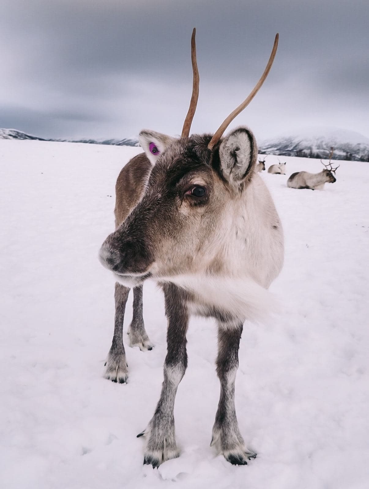 Rentier im Schnee bei Tromsø